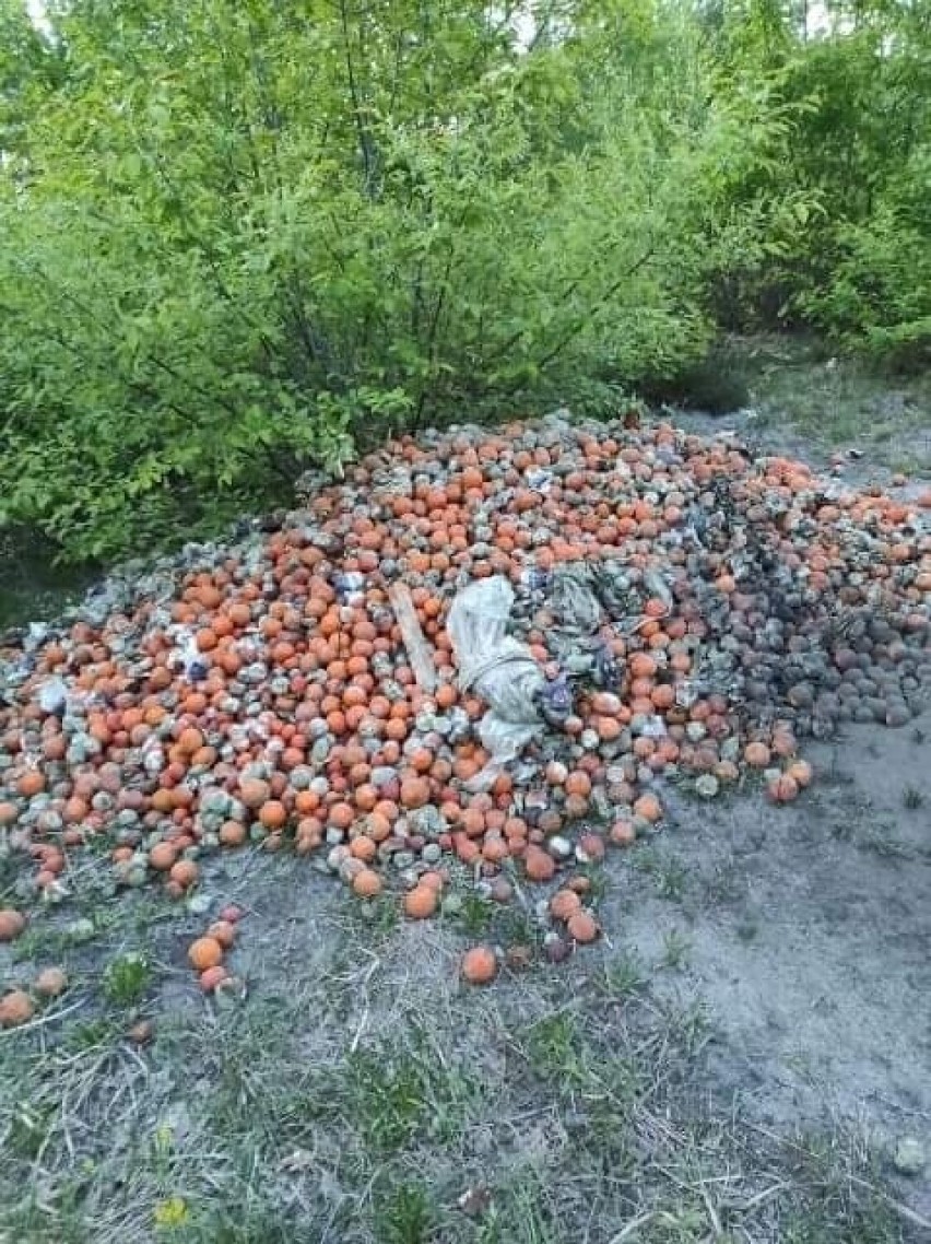 Ktoś do lasu podrzucił stare pomarańcze