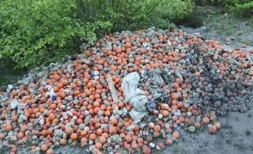 Ktoś do lasu podrzucił stare pomarańcze