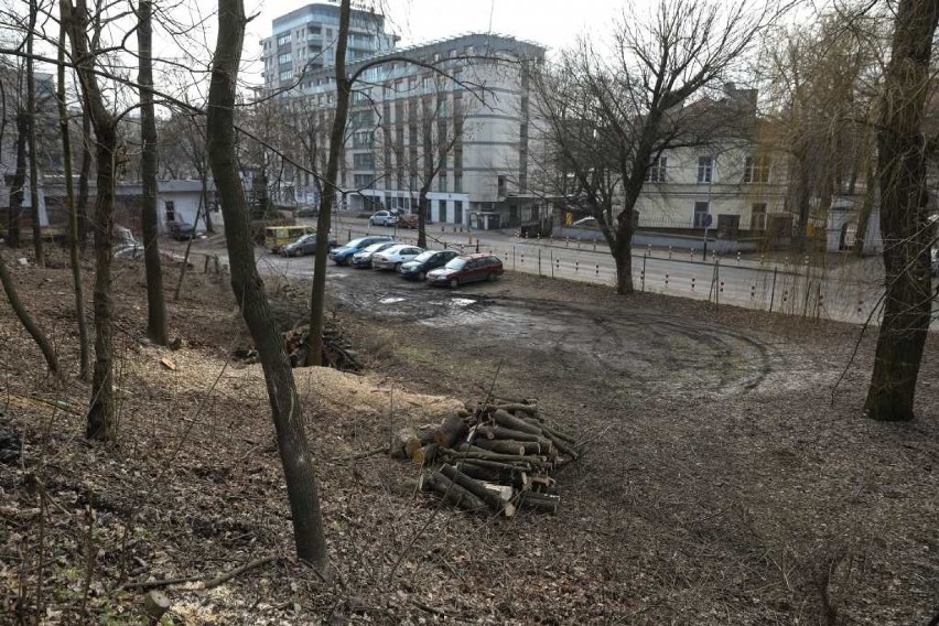Wycinka drzew przy ulicy Wrocławskiej. Mieszkańcy alarmują
