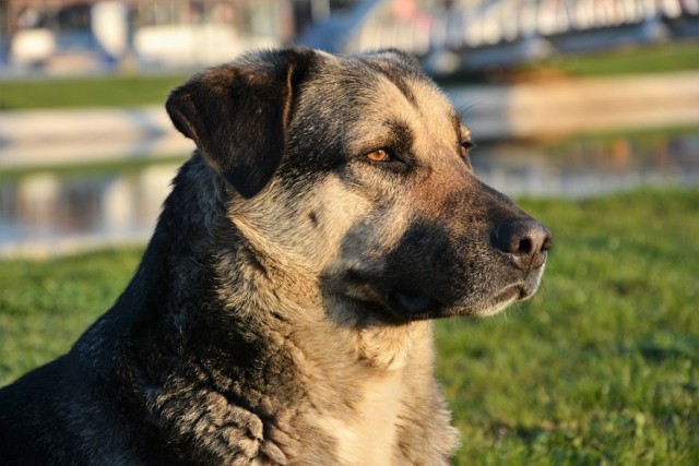 W sobotę, 7 października, o godzinie 11.00 ruszą VII Zawody Dog Trekkingu w Zielonej Górze, organizowane przez Inicjatywę Dla Zwierząt. Każdy może wziąć udział w akcji.