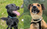 Nie kupuj! Adoptuj! Te piękne psy czekają na swoich nowych właścicieli w schronisku w Dyminach [ZDJĘCIA]