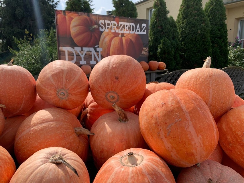 Września: Gdzie kupisz dynie jadalne dobrej jakości i w dobrej cenie? Jest takie miejsce niedaleko Wrześni [FOTO]