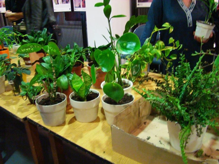 Pierwsza wymiana roślin w Muzeum Pro Memoria Edith Stein...