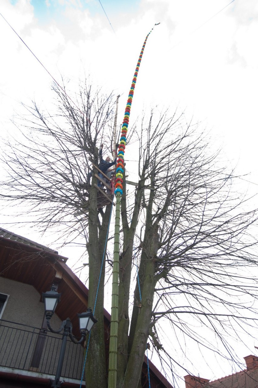 Lipnica Murowana. Padł nowy rekord, Andrzej Goryl wykonał palmę wysoką na 37 metrów i 78 centymetrów - zobacz zdjęcia