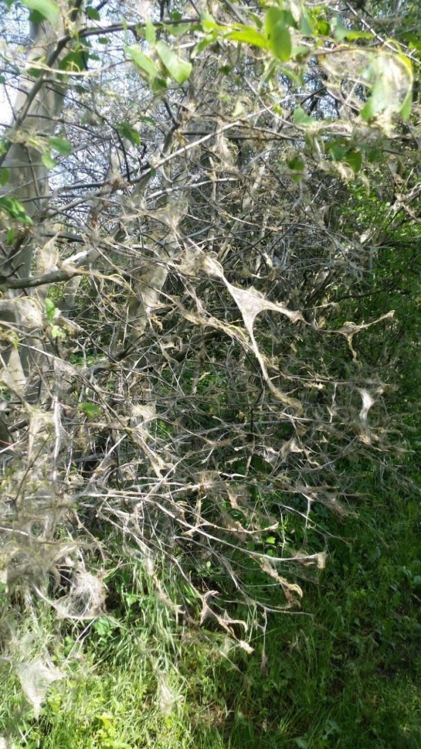 Kraków. Tysiące żarłocznych gąsienic na drzewach i krzewach Młynówki Królewskiej. Spokojnie, to tylko... namiotnik  