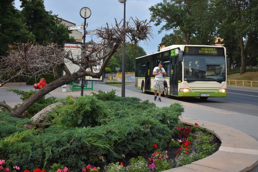 W Chełmie  od 1 września  można będzie bezpłatnie pojechać miejskimi autobusami