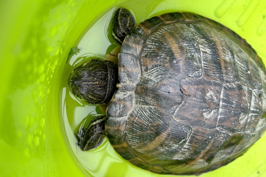 W Kielcach na ulicy znaleziono żółwia. Zobacz kolejne...