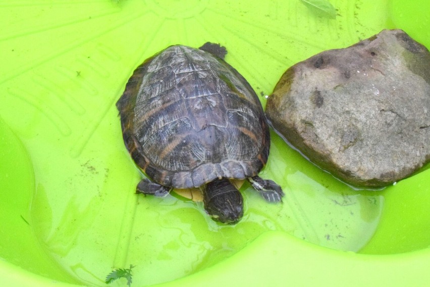 Kobieta zaopiekowała się żółwiem, którego znalazła na ulicy w Kielcach i... ma kłopoty