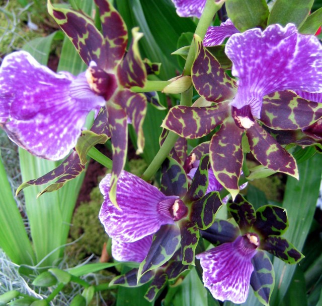 Vanda/Ascocentrum, rośnie w Indiach, Tajlandii, na Filipinach aż do Nowej Gwineii. Fot. Isabella Degen