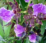 Orchidea - magia piękna i tajemniczości cz. 2
