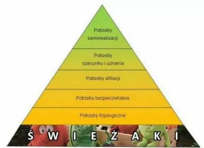 Świeżaki z Biedronki: HIT czy KIT? Jedni zbierają, inni wyśmiewają [MEMY, śmieszne obrazki]