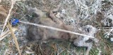 Węgliniec: Czy martwy wilk padł ofiarą kłusownika? Drastyczne zdjęcia