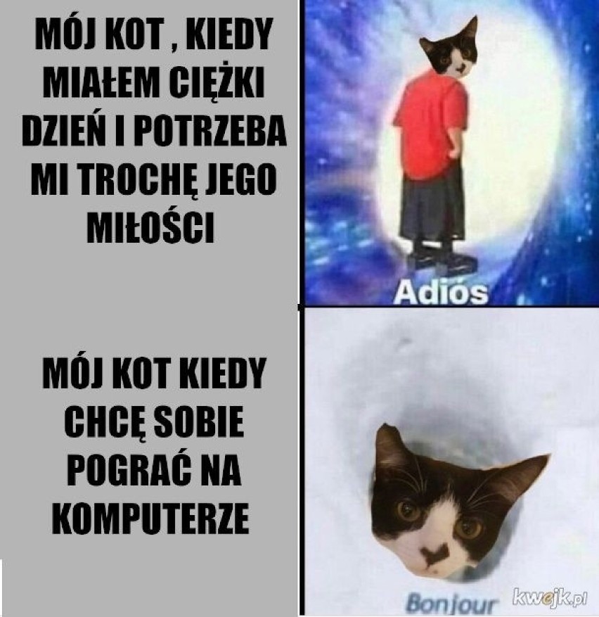 Memy z kotami robią zawrotną karierę w Polsce. Zobacz...