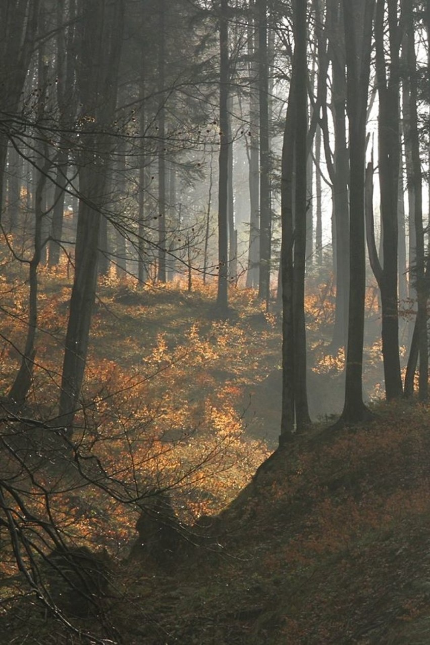 Nadleśnictwa zamykają leśne ścieżki. Zakaz wstępu do lasu do odwołania [ZDJĘCIA]