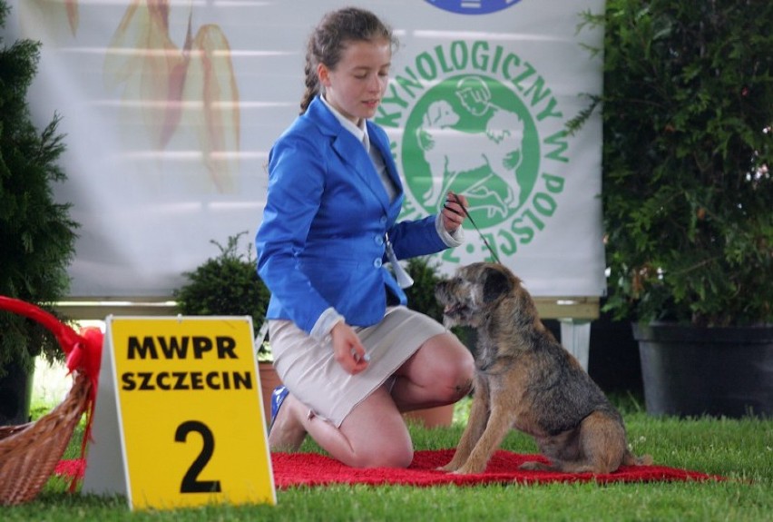 Setki psów rasowych na wystawie w Szczecinie [zdjęcia]