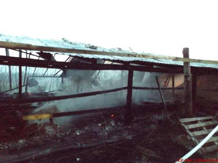 Krasne Krzywe: W pożarze kurnika spłonęło 10 tys. małych indyków