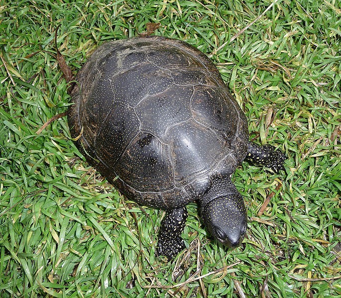 Żółw błotyn - jedyny gatunek żółwia żyjący naturalnie w...