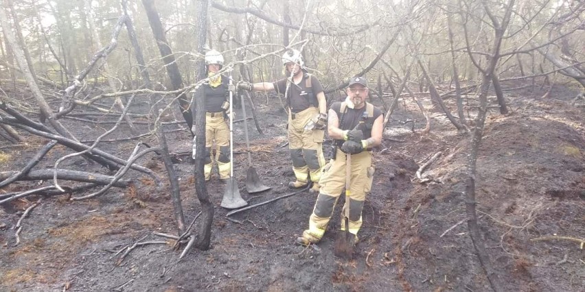 Pożar lasu w Helu (24.06.2019). Ponad 5 godzin gasiły go straże z Helu, Jastarni, Gnieżdżewa, Jastrzębiej Góry i Pucka