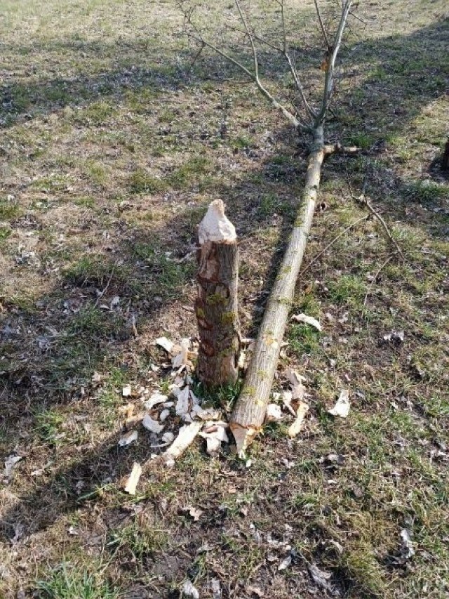 Nadgryzione drzewa – to skutek działalności bobrów, jakie zadomowiły się w Starym Ogrodzie w Radomiu.