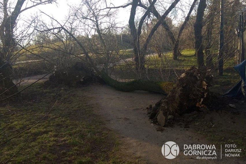 Huraganowy wiatr wyrwał m.in. kilka drzew w Parku Hallera