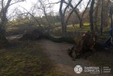 Dąbrowa Górnicza: wiatr wyrywał drzewa, ponad 70 interwencji strażaków FOTO 