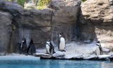 Śląski Ogród Zoologiczny w Chorzowie: do kiedy na wybiegu można oglądać pingwiny? Zwierzęta przenoszone są do ciepłych pawilonów