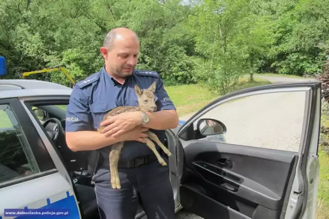 Policja Jawor. Mundurowi uratowali małą sarnę