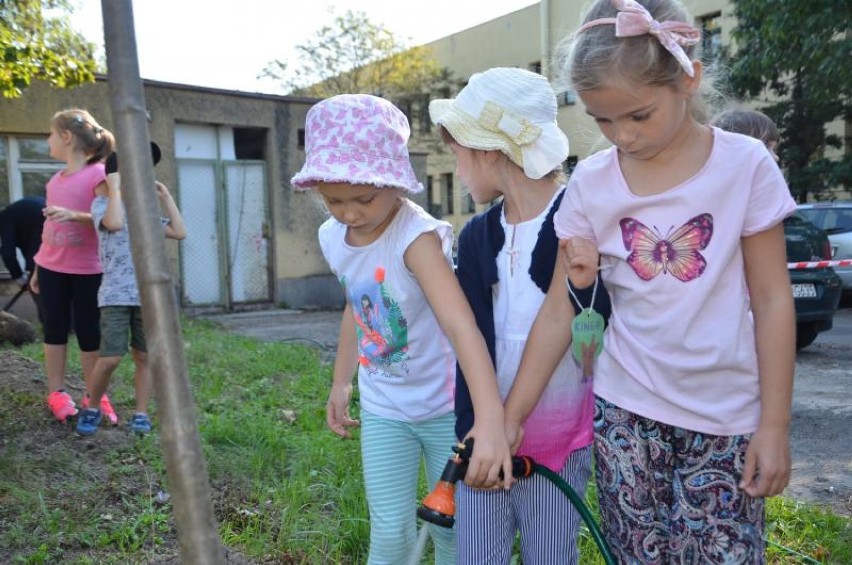 Dzieci posadziły nowe lipy przy szpitalu w Tarnowskich Górach ZDJĘCIA