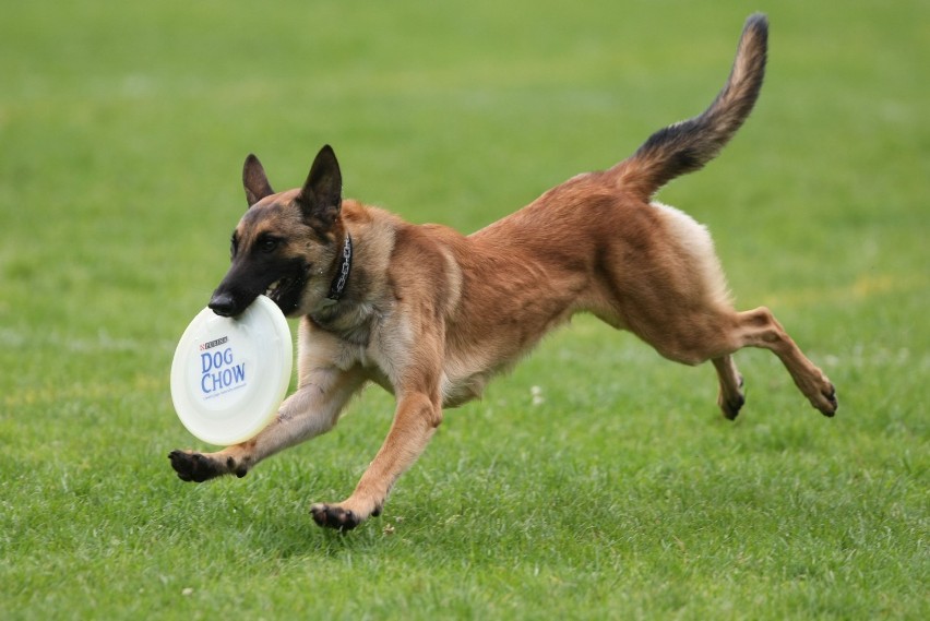 Dog Chow Disc Cup 2014. Zmagania psów będzie można oglądać...