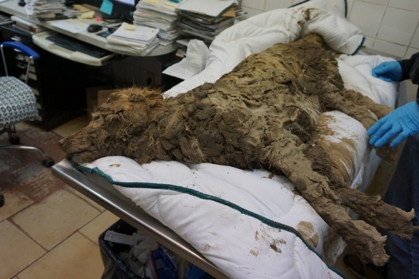 Pies z Zabierzowa - Kitka, którą znaleziono w błocie nie...