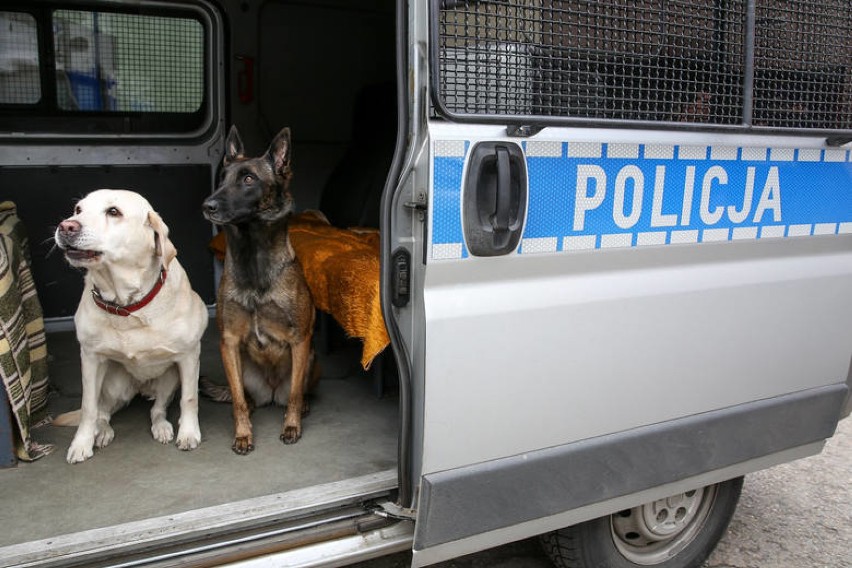 W tarnowskiej policji pracuje obecnie dziewięć psów różnych...