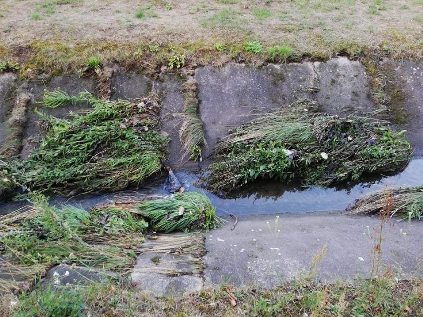 Kanał Witeradówka jest zarośnięty i zaśmiecony. Mieszkańcy nie pamiętają kiedy ostatnio był czyszczony
