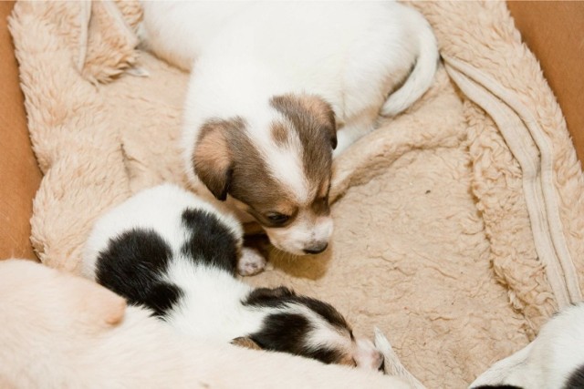 Na portalu gratka.pl można znaleźć ogłoszenia sprzedaży oraz adopcji zwierząt. Zobaczcie, jakie są w Toruniu i regionie.

Ogłoszenia na kolejnych stronach >>>>