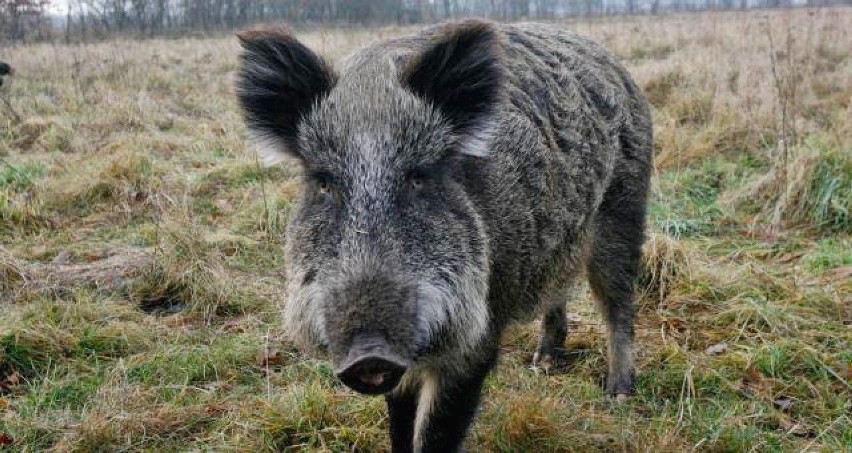 Od początku roku lubelskie służby interweniowały w sprawie...