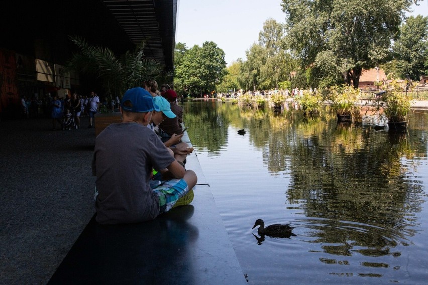 Co roku wrocławskie zoo, w tym Afrykarium, odwiedzają...