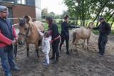 Fundacja Ducha w Toruniu wzbogaciła się o dwa konie do hipoterapii 