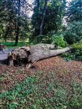 Szamotuły. Wichury wywołują sporo szkód [ZDJĘCIA]