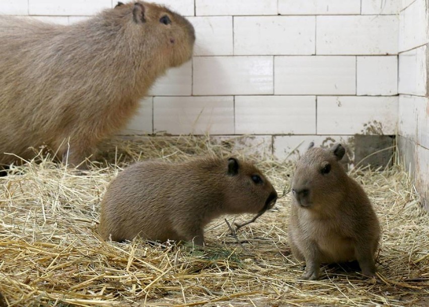 W oliwskim zoo urodziły się kapibary [ZDJĘCIA] Ojciec Bajzel, matka Ruda, a jak nazwać maluchy?