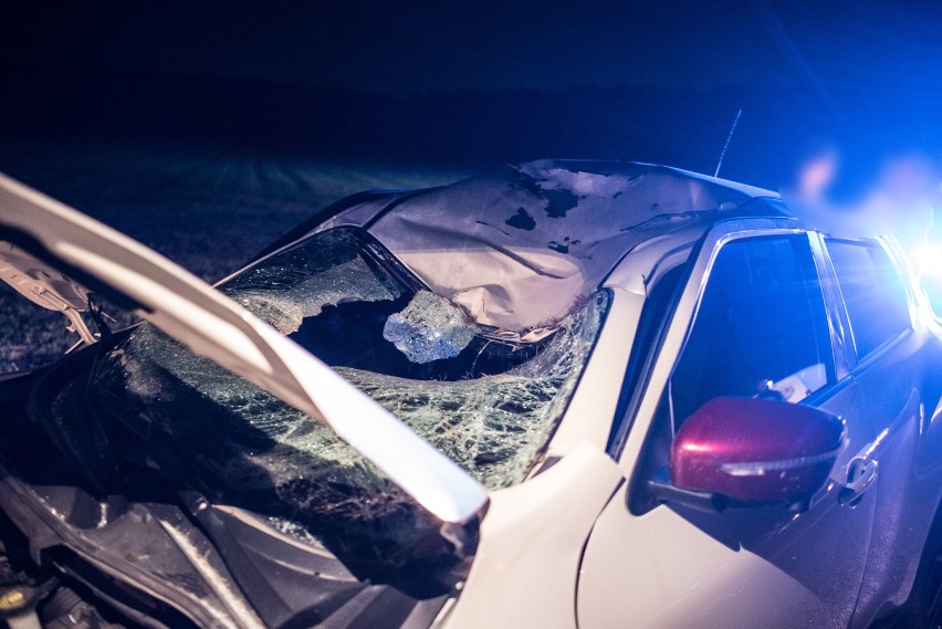 Jeleń spadł na samochód po zderzeniu z innym autem pod Gołanicami
