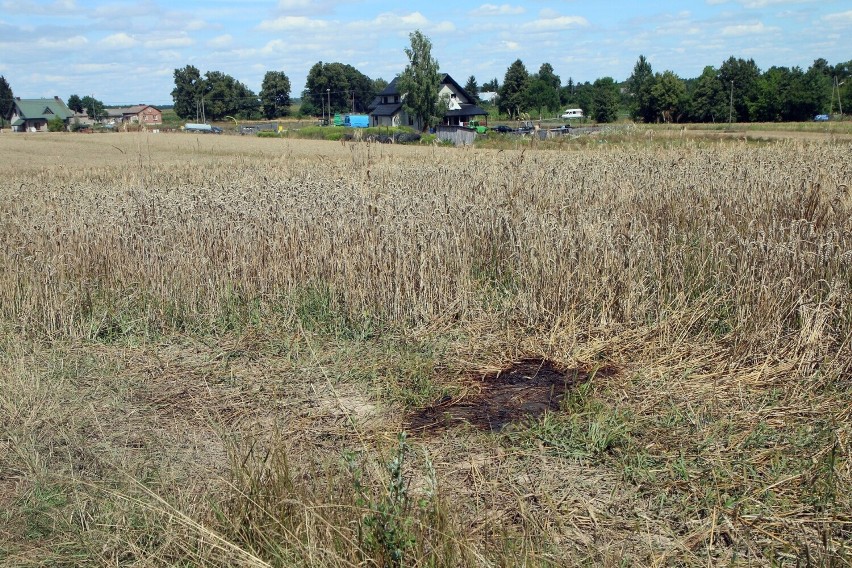 Człowiek zmarł, psy zagryzły, a ich właściciel stanie przed sądem