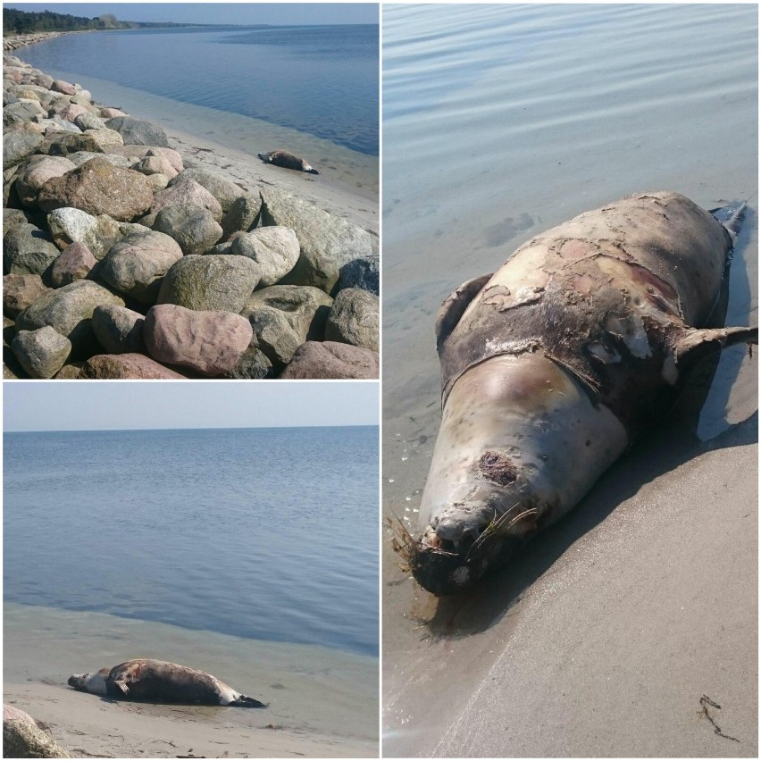 Martwa foka na plaży w Kuźnicy. Zatoka Pucka wyrzuciła na piasek ciało morskiego ssaka. Był chory?