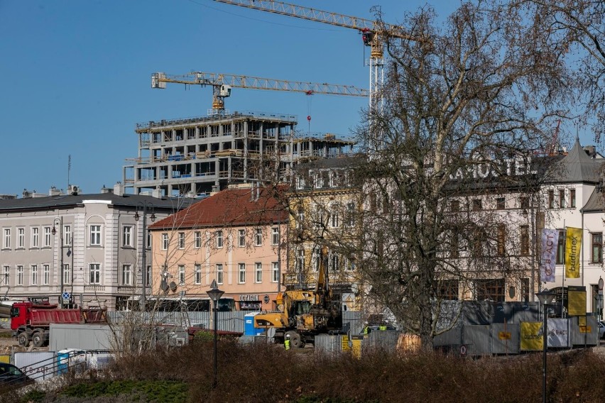 Martwimy się o platana klonolistnego – pomnik przyrody,...