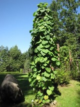 Arboretum w Kopnej Górze