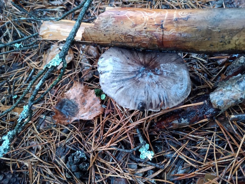 Grzybobranie 22 listopada – grzyby, historia i las. Jedziemy do Kłomina