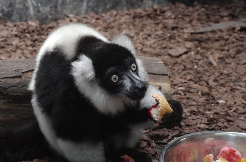 Nowi mieszkańcy w zoo: jelonek, wiewiórki i lemury wari. ZDJĘCIA