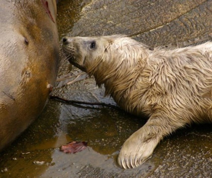 Gdańskie Zoo powitało nowego ssaka. Narodziła się mała foczka [ZDJĘCIA]