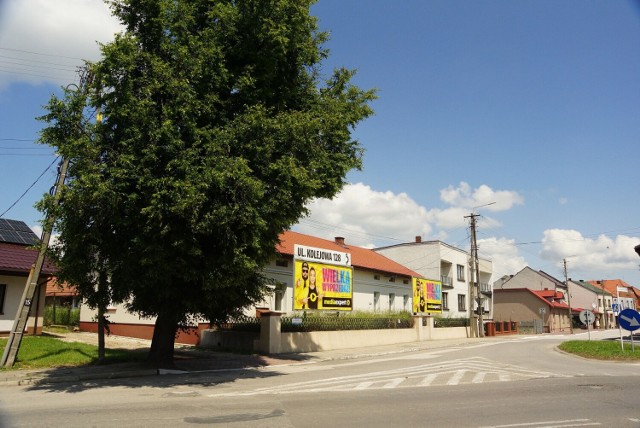Rosnąca przy ulicy Głowackiego lipa jest swoistym symbolem Kazimierzy Wielkiej. Kiedyś rosły trzy, została jedna...