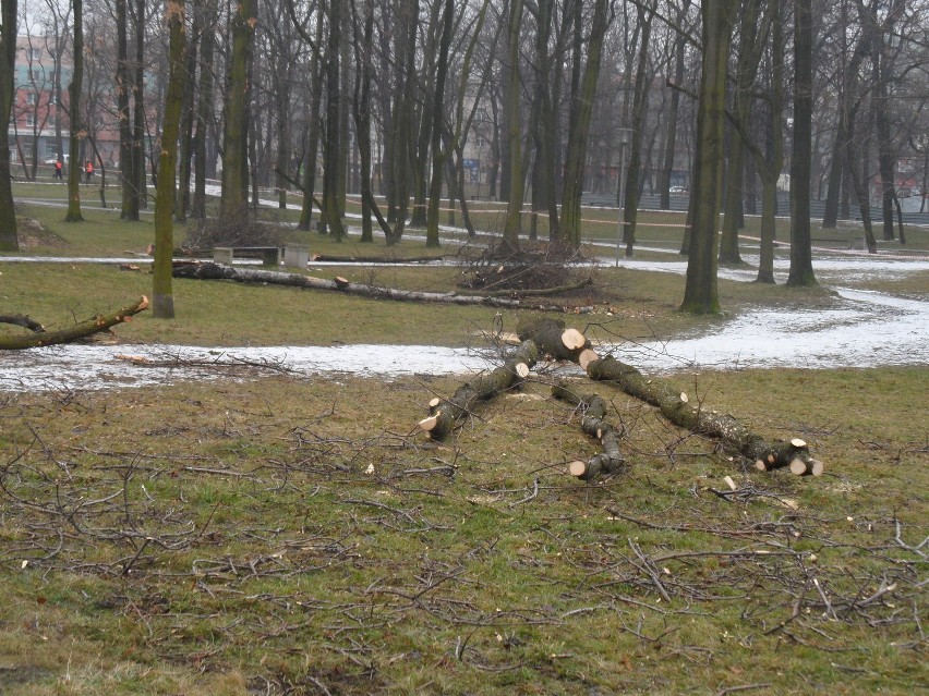 Dąbrowa Górnicza: Z parku śródmiejskiego zniknie ponad 20 drzew i mnóstwo krzewów. Inwestycja rusza