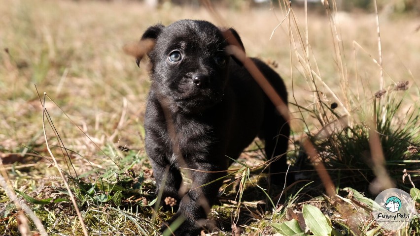 Daisy to urocza dama, która nie lubi nudy. Jest bardzo...