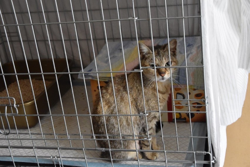 Gnieźnieńscy wolontariusze na ratunek kotom w każdej sytuacji